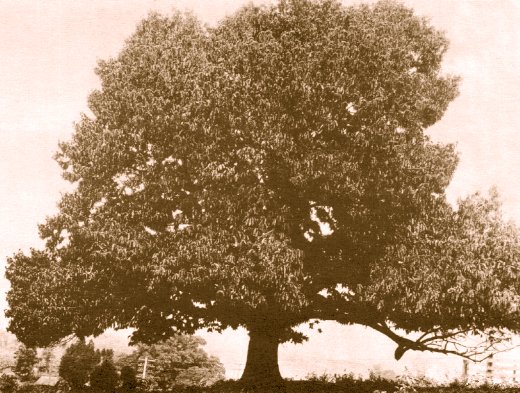 American Chestnut Tree